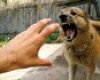 Як захистити себе від нападу собаки