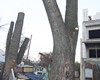 Чому у Борисполі плачуть дерева